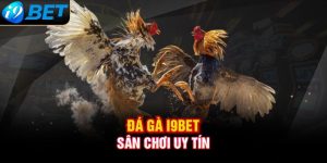 Hướng dẫn tham gia đá gà I9BET chi tiết