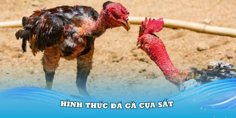 Tìm hiểu cơ bản về hình thức đá gà cựa sắt đang thu hút mọi người