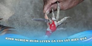 Một số kinh nghiệm huấn luyện gà cựa sắt hiệu quả