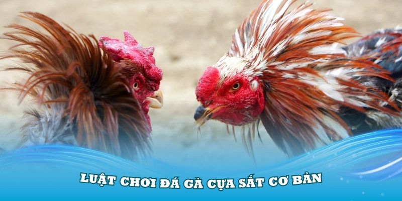 Hiểu rõ về luật chơi đá gà cựa sắt cơ bản